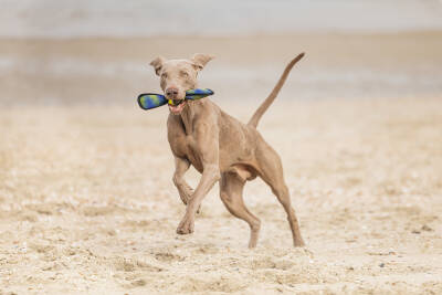 Beeztees Köpek Oyuncağı, Yüzen, Tenis Topu, Mavi/Sarı, 30x9,5x6,3cm - 5