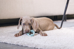 Beeztees Yavru Köpek Diş Oyuncağı, İçi Dolu Halka, Kauçuk, Yeşil, 8cm - 5