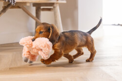 Beeztees Yavru Köpek Oyuncağı, Kalp Atışlı, Flamingo, Peluş, Pembe, 30x21x5cm - 4