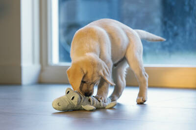 Beeztees Yavru Köpek Oyuncağı, Krokodil, Peluş, Yeşil, 32x18x8cm - 5