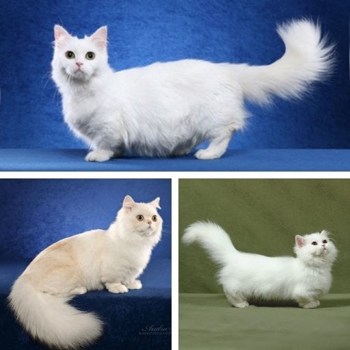 napoleon kedisi özellikleri