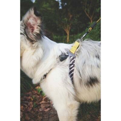 M-Pets Wild Safari Harness Köpek Göğüs Tasması XS - 4