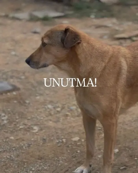 4 Ekim Hayvanları Koruma Günü