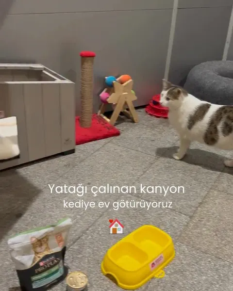 Kanyon kedisine yeni yuva