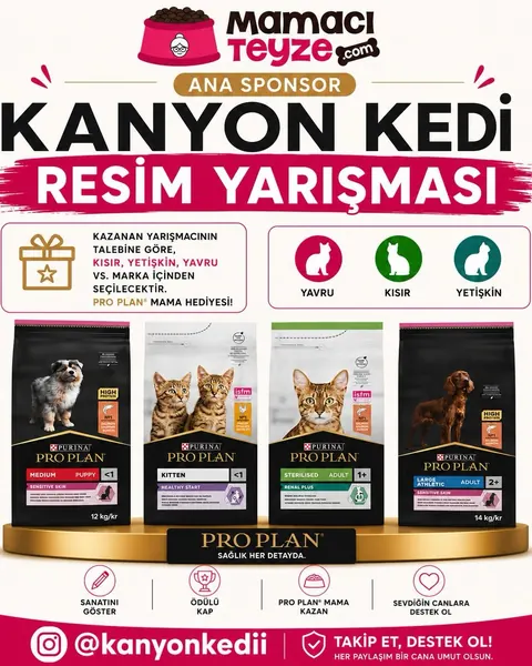 Kanyon Kedi Resim Yarışması