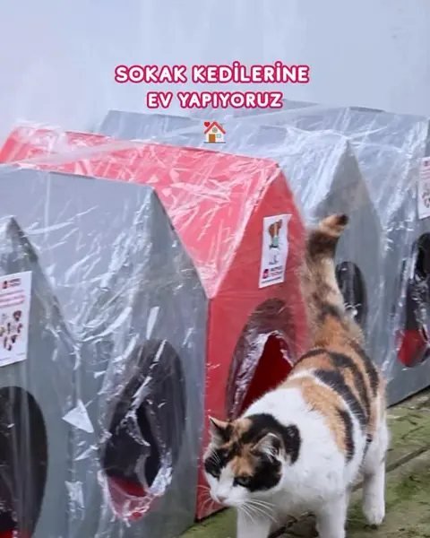 Sokak kedilerine sıcak yuvalar