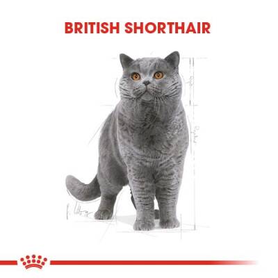 Royal Canin British Shorthair Adult Pouch Yetişkin Kedi Konservesi 85 gr - 2