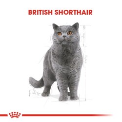 Royal Canin British Shorthair Pouch Yetişkin Kedi Konservesi 85 gr - 2