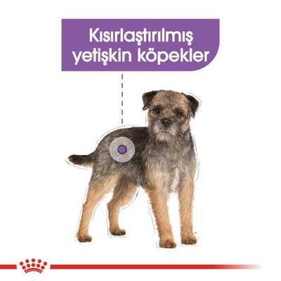Royal Canin CCN Mini Sterilised Kısırlaştırılmış Yetişkin Köpek Maması 3 kg - 2