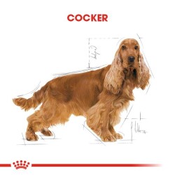 Royal Canin Cocker Adult Özel Irk Yetişkin Köpek Maması 3 kg - 2