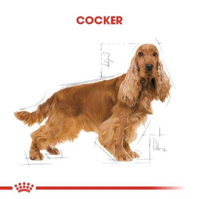 Royal Canin Cocker Adult Özel Irk Yetişkin Köpek Maması 3 kg - 2