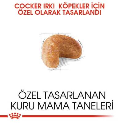 Royal Canin Cocker Adult Özel Irk Yetişkin Köpek Maması 3 kg - 3
