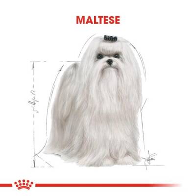Royal Canin Maltese Terrier Adult Köpek Maması 1,5 kg - 3
