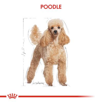 Royal Canin Poodle Adult Yetişkin Köpek Maması 3 kg - 4