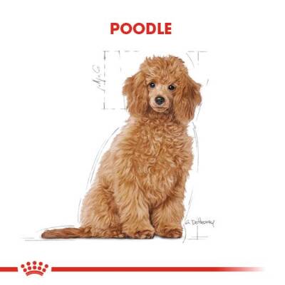 Royal Canin Poodle Junior Yavru Köpek Maması 3 kg - 2