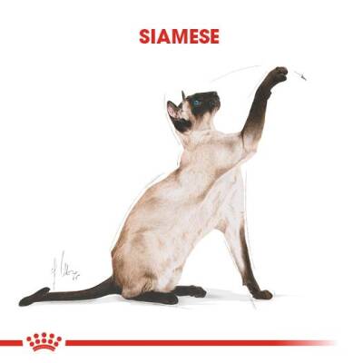Royal Canin Siamese 38 Siyam Kedisine Özel Yetişkin Maması 2 kg - 3